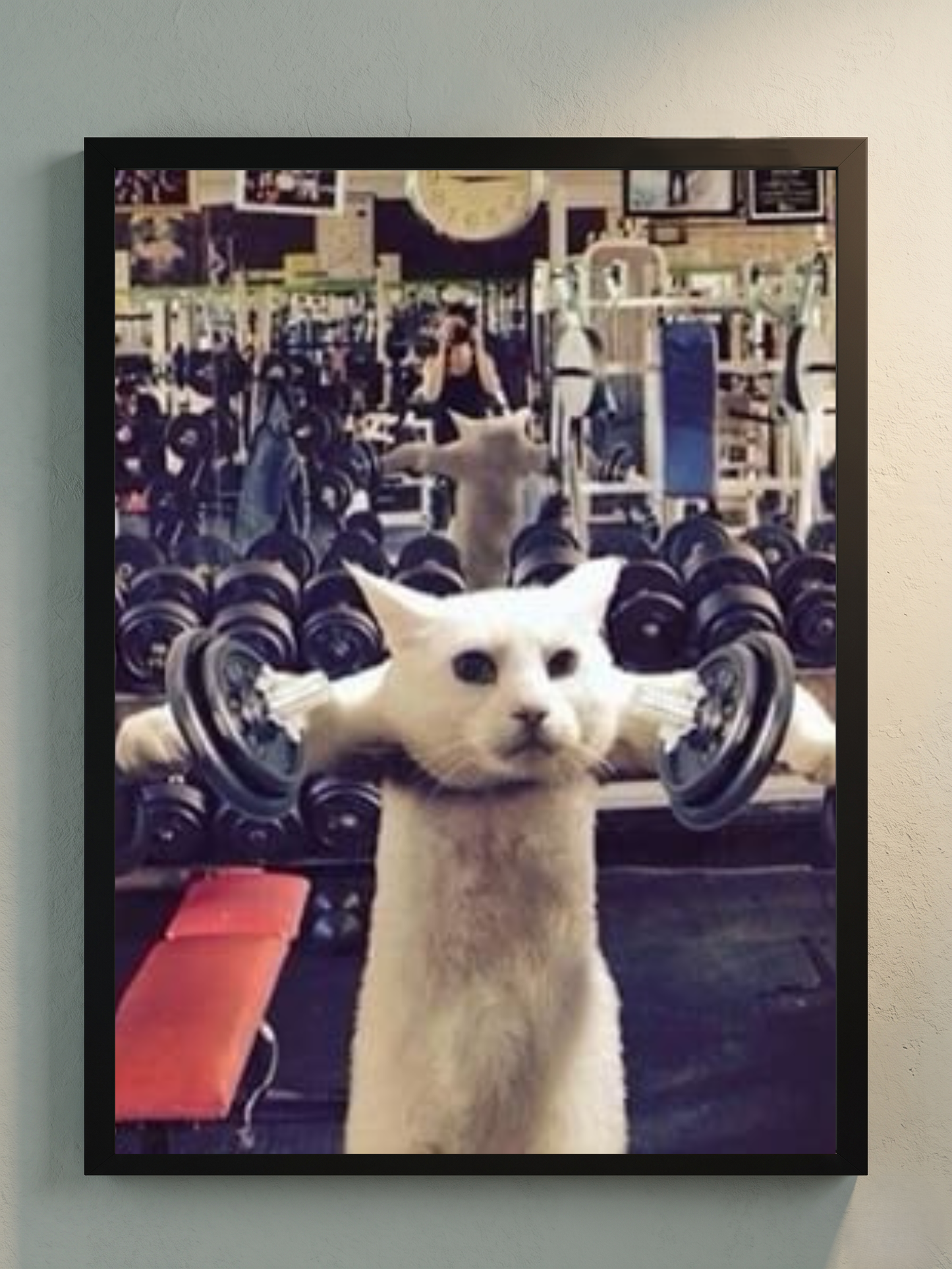 Gym 8
